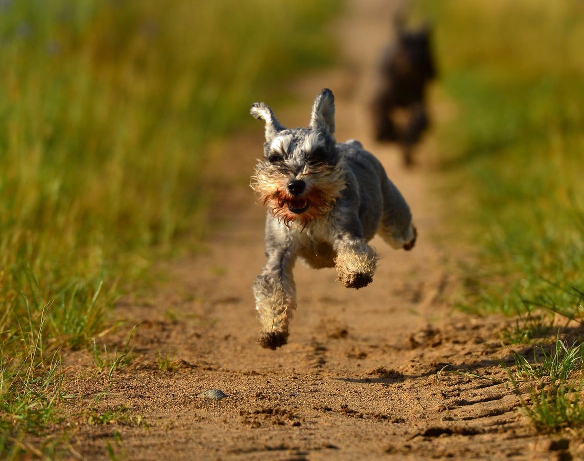 Kanedog About Canine Kanaän – Canine Kanaän